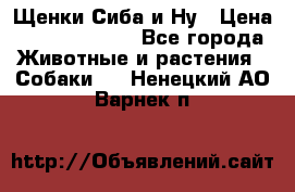 Щенки Сиба и Ну › Цена ­ 35000-85000 - Все города Животные и растения » Собаки   . Ненецкий АО,Варнек п.